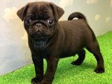 Yüksek Kali̇te Si̇yah Pug Mops Gül Kuyruk