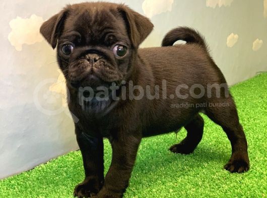 Yüksek Kali̇te Si̇yah Pug Mops Gül Kuyruk görsel