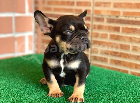 Safkan French Bulldog Black Tan Erkek Yavrumuz görsel