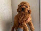 Aşılı Pasaportlu Poodle Bebeklerimiz