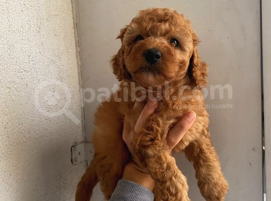 Aşılı Pasaportlu Poodle Bebeklerimiz görsel