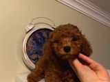 Irk Ve Sağlık Garantili Poodle Bebekler