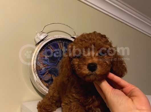 Irk Ve Sağlık Garantili Poodle Bebekler görsel