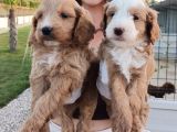 Cockapoo Bebeklerimiz