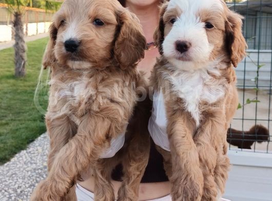 Cockapoo Bebeklerimiz görsel