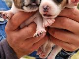 Jack Russell Yavrular