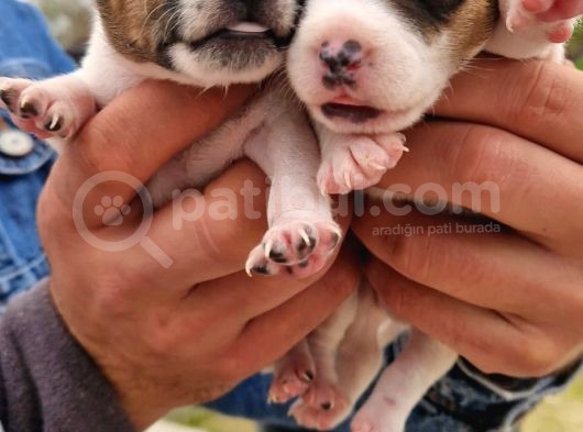 Jack Russell Yavrular