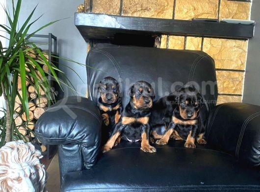 King Doberman Yavrularımız görsel
