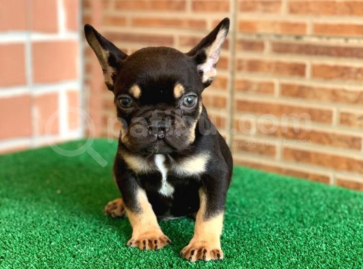 Safkan French Bulldog Black Tan Erkek Yavrumuz görsel