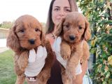 Cockapoo Bebeklerimiz
