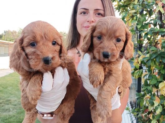 Cockapoo Bebeklerimiz görsel
