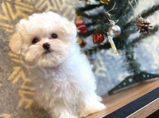 Korean Teacup Orji̇nal Maltese Bebeği̇mi̇z görsel