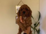 Peluş Oyuncak Gibi Toypoodle Bebekler
