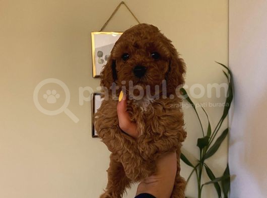 Peluş Oyuncak Gibi Toypoodle Bebekler görsel