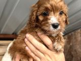 Mükemmel Maltipoo Bebeklerimiz