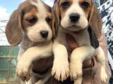 Elizabeth Beagle Dişi Yavrularımız