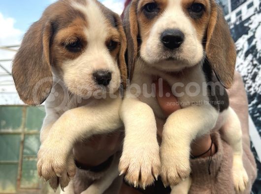 Elizabeth Beagle Dişi Yavrularımız görsel