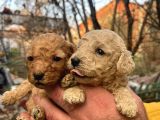 Mükemmel Poodle Yavrularımız