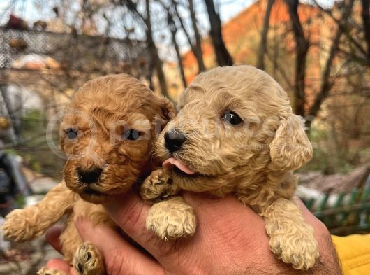 Mükemmel Poodle Yavrularımız