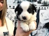 Mükemmel Kalite Renkli Gözlü Border Collie Yavrularımız