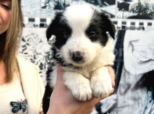 Mükemmel Kalite Renkli Gözlü Border Collie Yavrularımız görsel