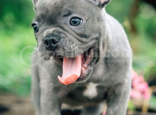 Frenchbulldog Blue Gri Füme Mavi Gözlü Safkan Orjinal Garantili görsel