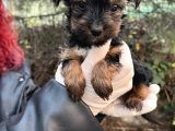 Mini Boy Yorkshire Bebekler