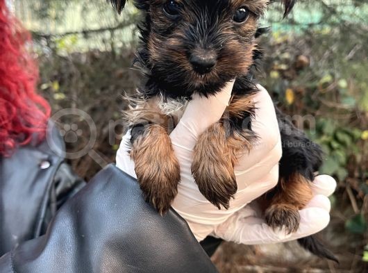Mini Boy Yorkshire Bebekler görsel