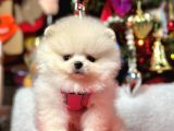 Safkan Pomeranian Boo Yavrular