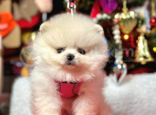 Safkan Pomeranian Boo Yavrular