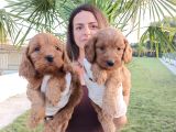 Cockapoo Bebeklerimiz
