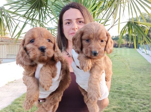 Cockapoo Bebeklerimiz görsel