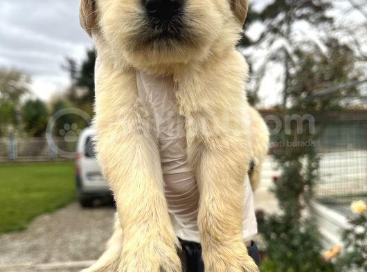 Küt Burun Baby Face Mükemmel Golden Yavrularımız görsel