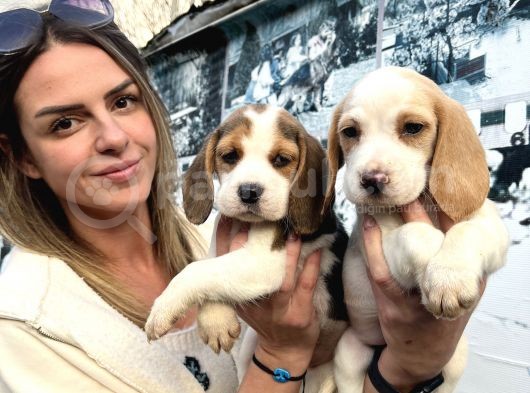 Elizabeth Beagle Dişi Yavrularımız