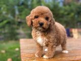 Red Poodle Aşili Bebeği̇mi̇z
