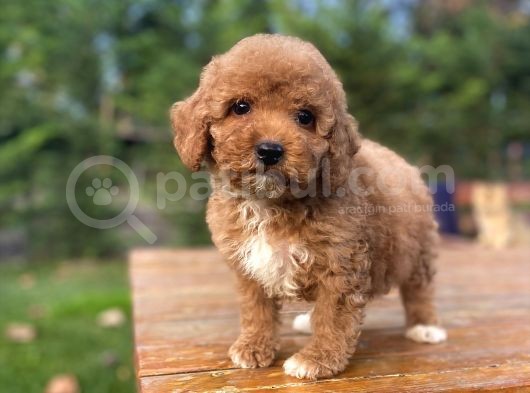 Red Poodle Aşili Bebeği̇mi̇z