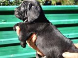 Dev Anne Baba Dan İtalyan Yavrular Cane Corso