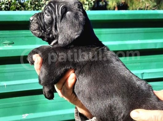 Dev Anne Baba Dan İtalyan Yavrular Cane Corso görsel