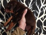 King Doberman Yavrularımız