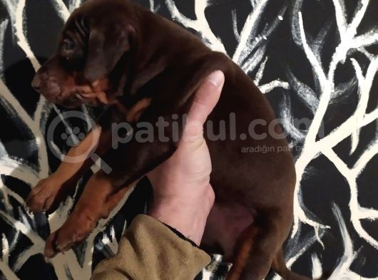 King Doberman Yavrularımız görsel