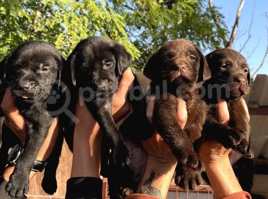 Çikolata Siyah Şampanya Labrador Yavrularımız görsel