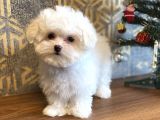 Korean Teacup Orji̇nal Maltese Bebeği̇mi̇z