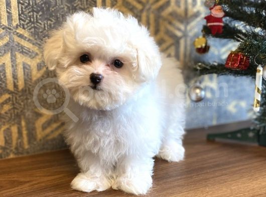 Korean Teacup Orji̇nal Maltese Bebeği̇mi̇z görsel