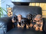 King Doberman Yavrularımız