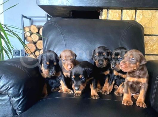 King Doberman Yavrularımız görsel