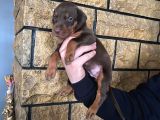 King Doberman Yavrularımız