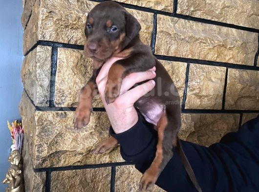 King Doberman Yavrularımız görsel