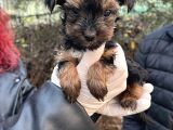 Mini Boy Yorkshire bebekler