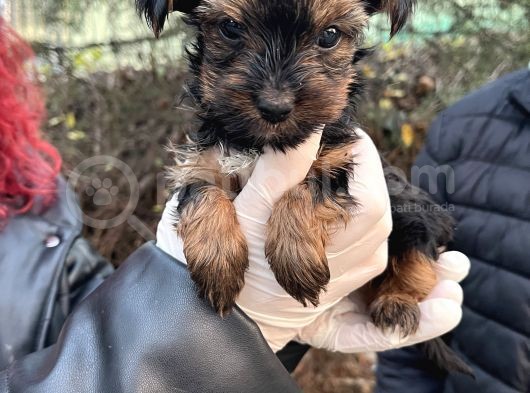 Mini Boy Yorkshire Bebekler