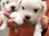 Kar Beyaz Mini Boy Maltese bebeklerim